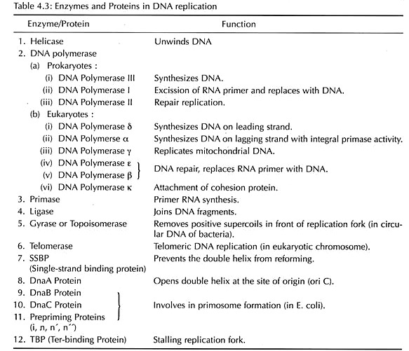 Enzymes and Proteins in DNA Replication