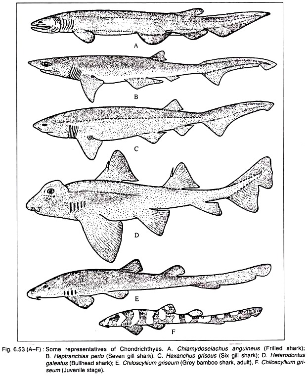 Representatives of Chondrichthyes