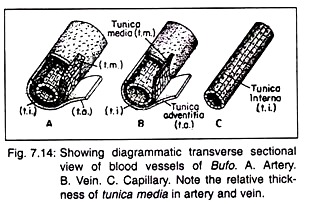 Transverse Sectional View of Blood Vessels of Bufo