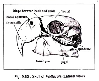 Skull of Psittacula