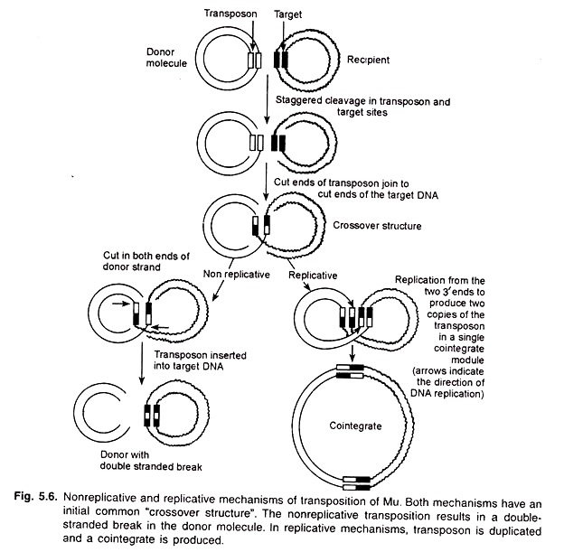 Nonreplicative and Replicative Mechanims of Transposition of Mu