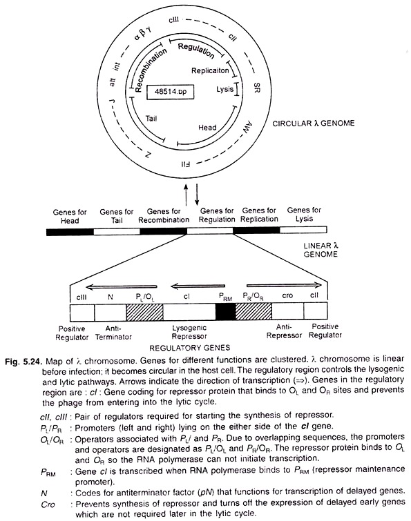 Map of  λ Chromosome