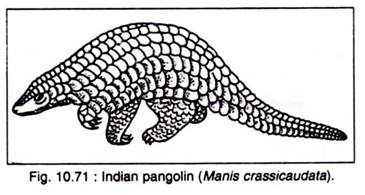 Indian Pangolin