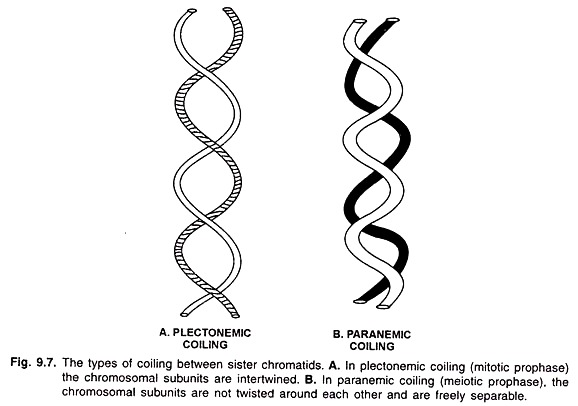 Types of Coiling between Siste Chromatids