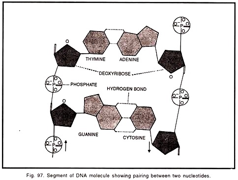 DNA molicules showing pairing between two nucleotides