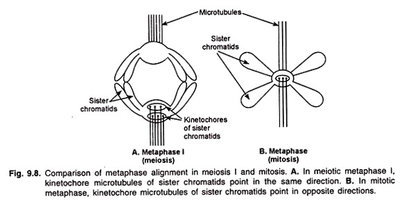 Comparison of Metaphase Alignment in Meiosis l and Mitosis