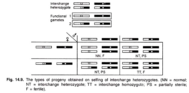 Types of Progeny Obtained on Selfing of Interchange Heterozygotes