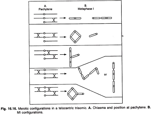 Meiotic Configurations in a Telecentric Trisomic