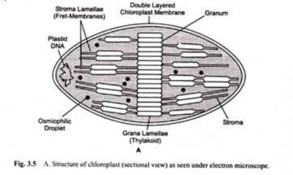 Structure of Chloroplast