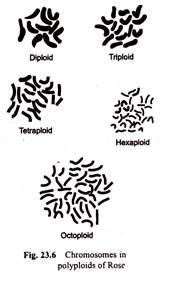 Chromosomes in Polyploids of Rose