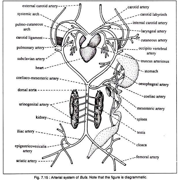 Arterial System of Bufa