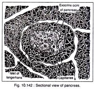 Sectional View of Pancreas