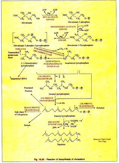 Reaction of Biosynthesis of Cholesterol