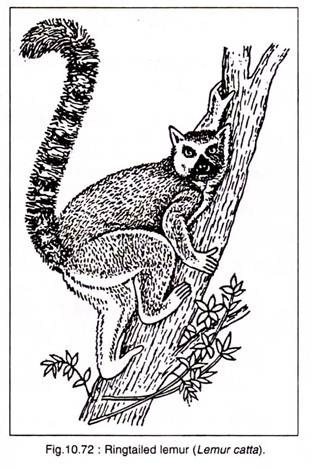 Ringtailed Lemur