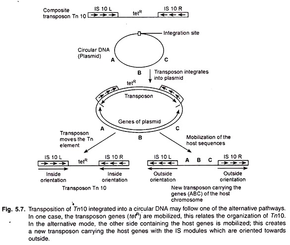 Transposition of Tn10 Integrated into a Circular DNA