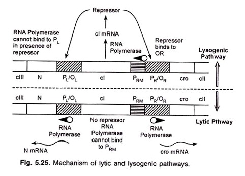 Mechanism of Lytic and Lysogenic Pathways