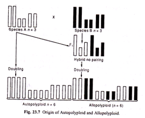 Origin of Autopolyploid and Allopolyploid