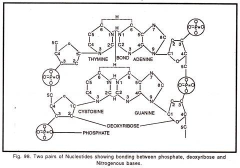 Two pairs of nucleotides showing bonding between phosphate, deoxyribose and nitrogenous bases