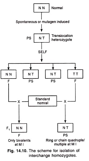 Scheme for Isolation of Interchange Homozygotes