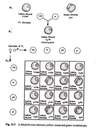 Dihybrid Cross