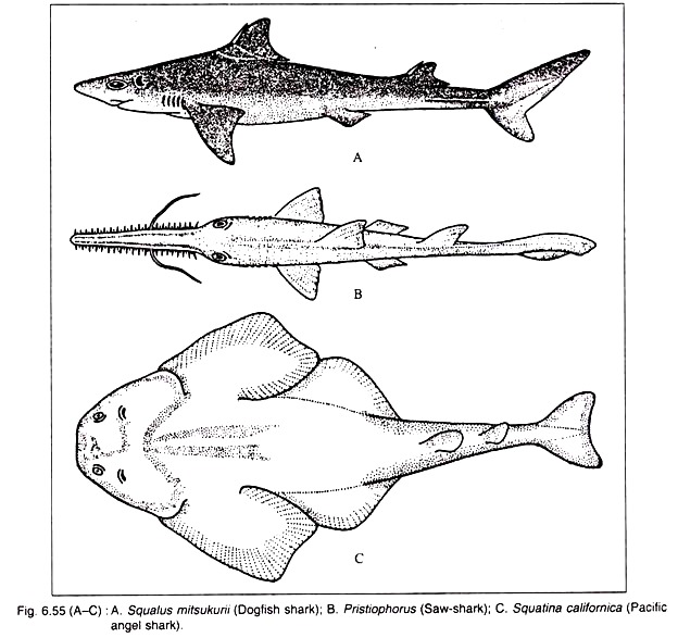 Squalus Mitsukurii, Pristiophorus, Squatina Californica