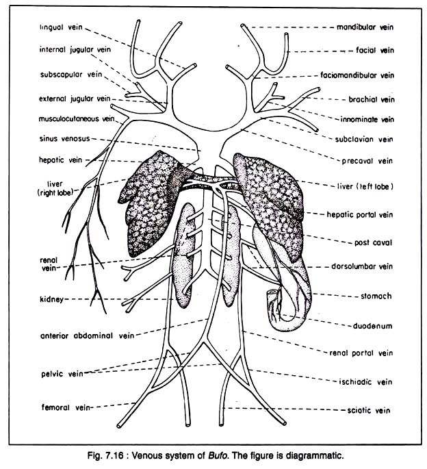 Venous System of Bufo