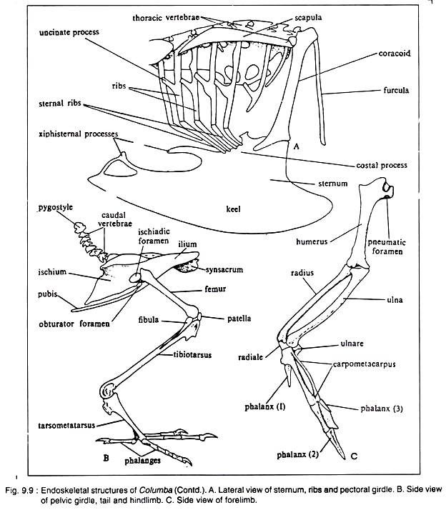 Endoskeletal Structures of Columba