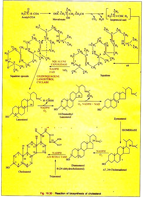 Reaction of Biosynthesis of Cholesterol