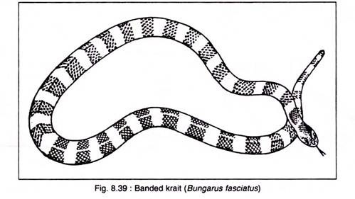 Banded Krait