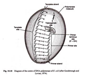 Centre of DNA Polymerase of E.Coli