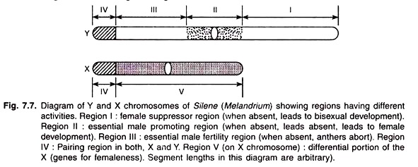 Y and X Chromosomes of Silene