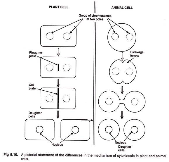 Differences in the Mechanism of Cytokinesis