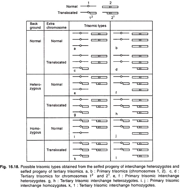 Possible Trisomic