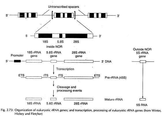Organization of Eukaryotic rRNA Genes and Transcription, Processing of Eukaryotic rRNA Genes