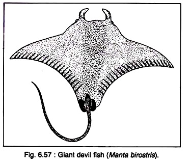 Giant Devil Fish