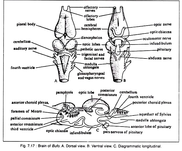 Brain of Bufo