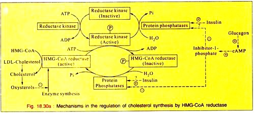 Mechanisms in the Regualtion of Cholesteroal Synthesis