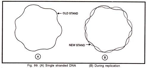 Circular DNA