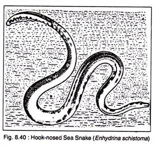 Hook-Nosed Sea Snake