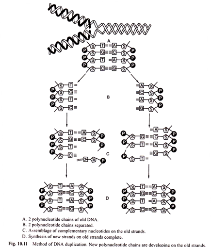 Method of DNA Duplication