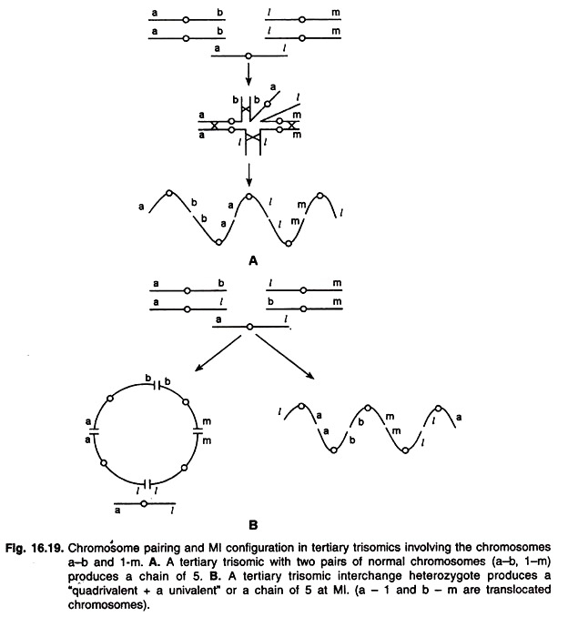 Chromosome Pairing and Ml Configuration