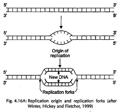 Replication Origin and Replication Forks