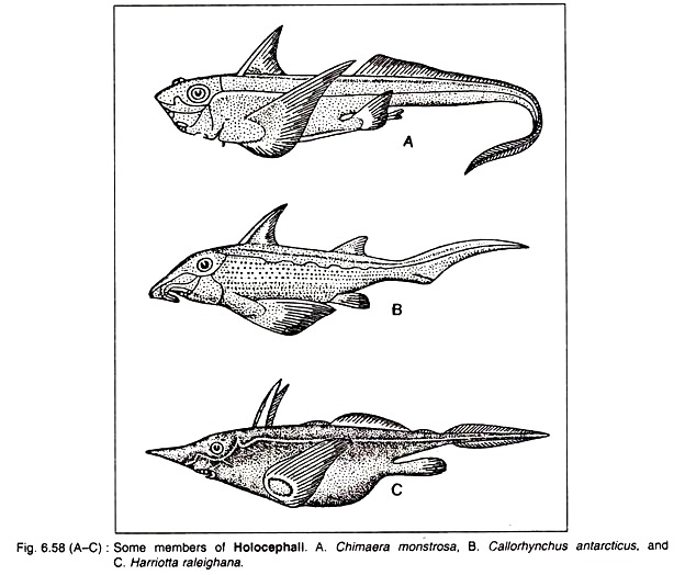 Some Members of Holocephall