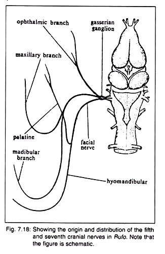 Origin and Distribution of the Fifth and Seventh Cranial Nerves in Rufo