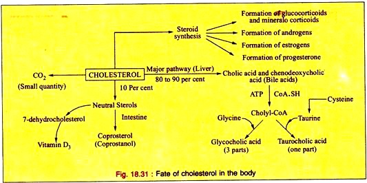 Fate of Cholesterol in the Body