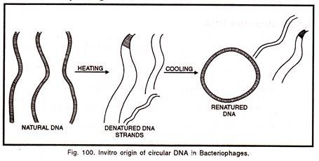 Invitro origin of circular DNA in bacteriophase