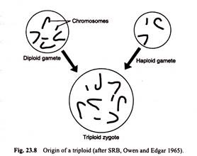 Origin of a Triploid