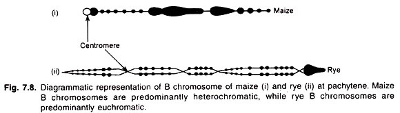 B Chromosome of Maize