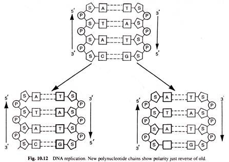 DNA Replication