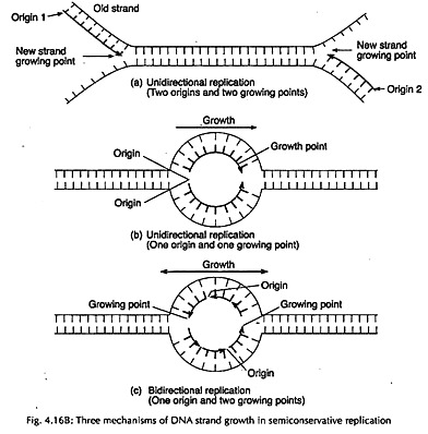 Mechanisms of DNA Stand Growth in Semiconservative Replication